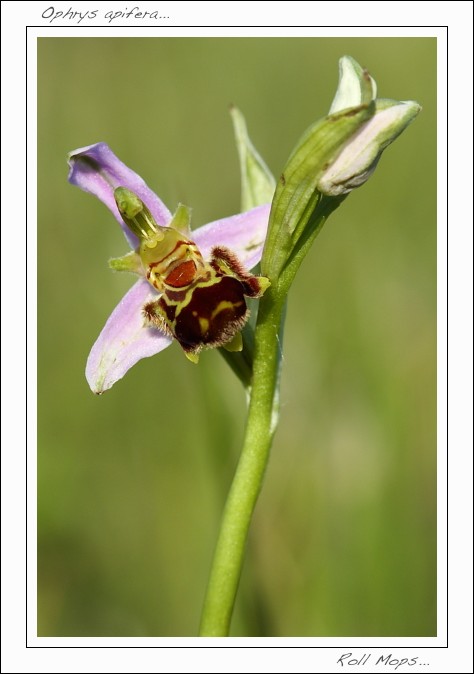 Ophrys apifera...