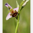 Ophrys apifera...