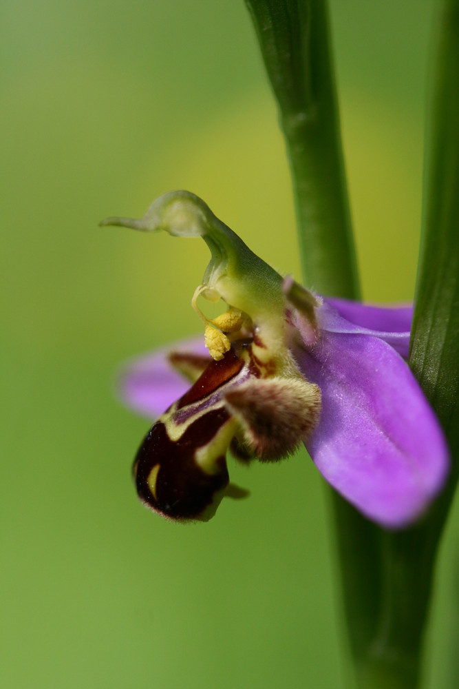 Ophrys apifera