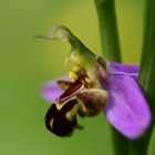 Ophrys apifera