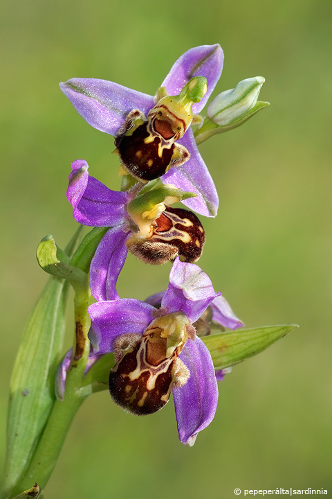 Ophrys apifera