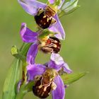 Ophrys apifera