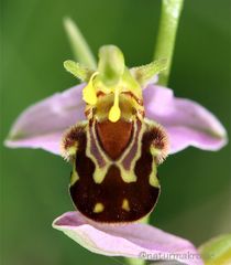 Ophrys apifera...