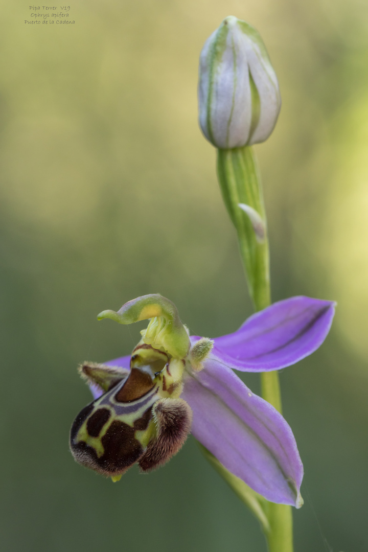 Ophrys apifera