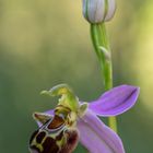 Ophrys apifera