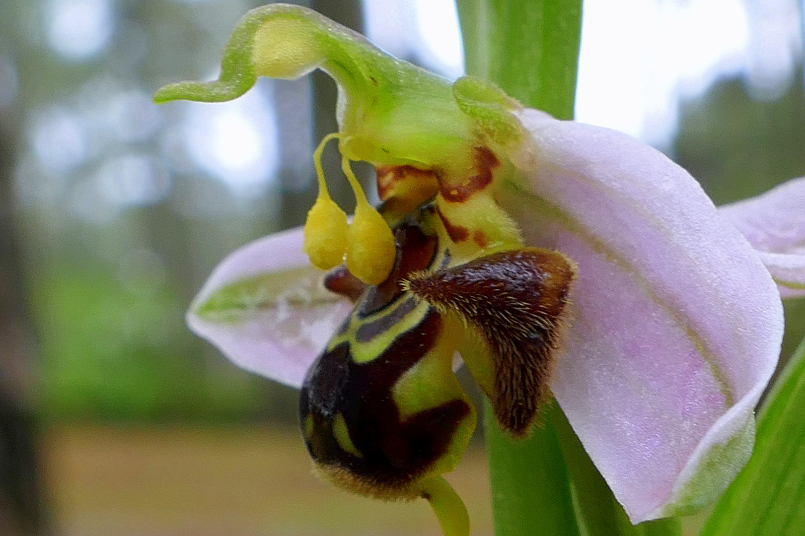 Ophrys apifera