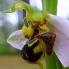 Ophrys apifera