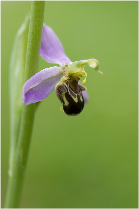 Ophrys apifera