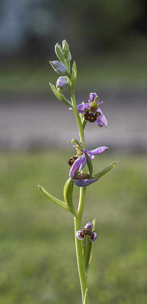 ophrys apifera