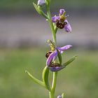 ophrys apifera