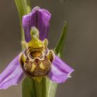 Ophrys apifera