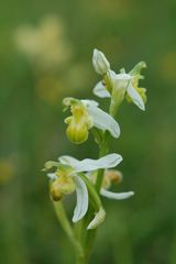 Ophrys apifera Albinoform am 13.6.09 bei Göttingen