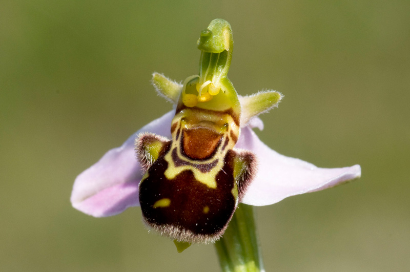 Ophrys apifera (autofecondazione)