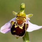 Ophrys apifera (autofecondazione)