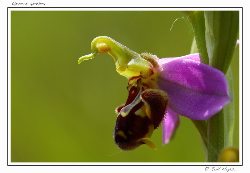 Ophrys apifera...