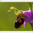 Ophrys apifera...