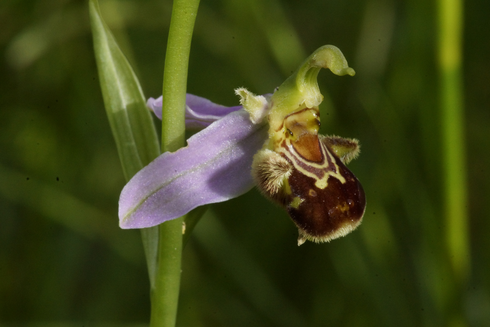 Ophrys Apifera (Bienen-Ragwurz)