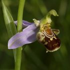 Ophrys Apifera (Bienen-Ragwurz)