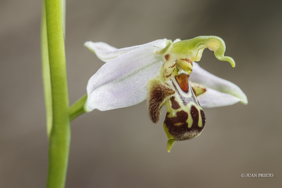 Ophrys Apifera