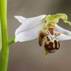 Ophrys Apifera