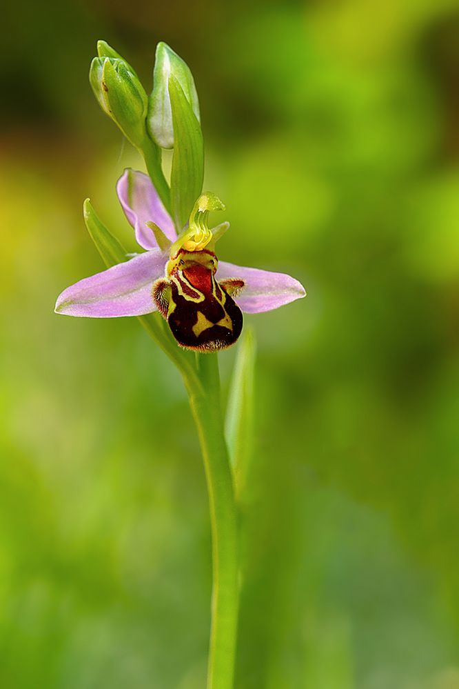 ...Ophrys apifera...