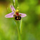 ...Ophrys apifera...