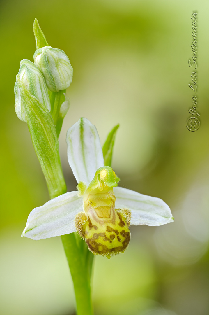 Ophrys apifera hípocromatica