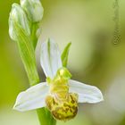 Ophrys apifera hípocromatica