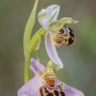 Ophrys Apifera II