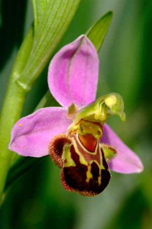 Ophrys apifera - Orchidea - Sardegna