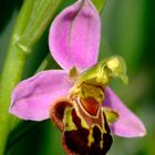 Ophrys apifera - Orchidea - Sardegna