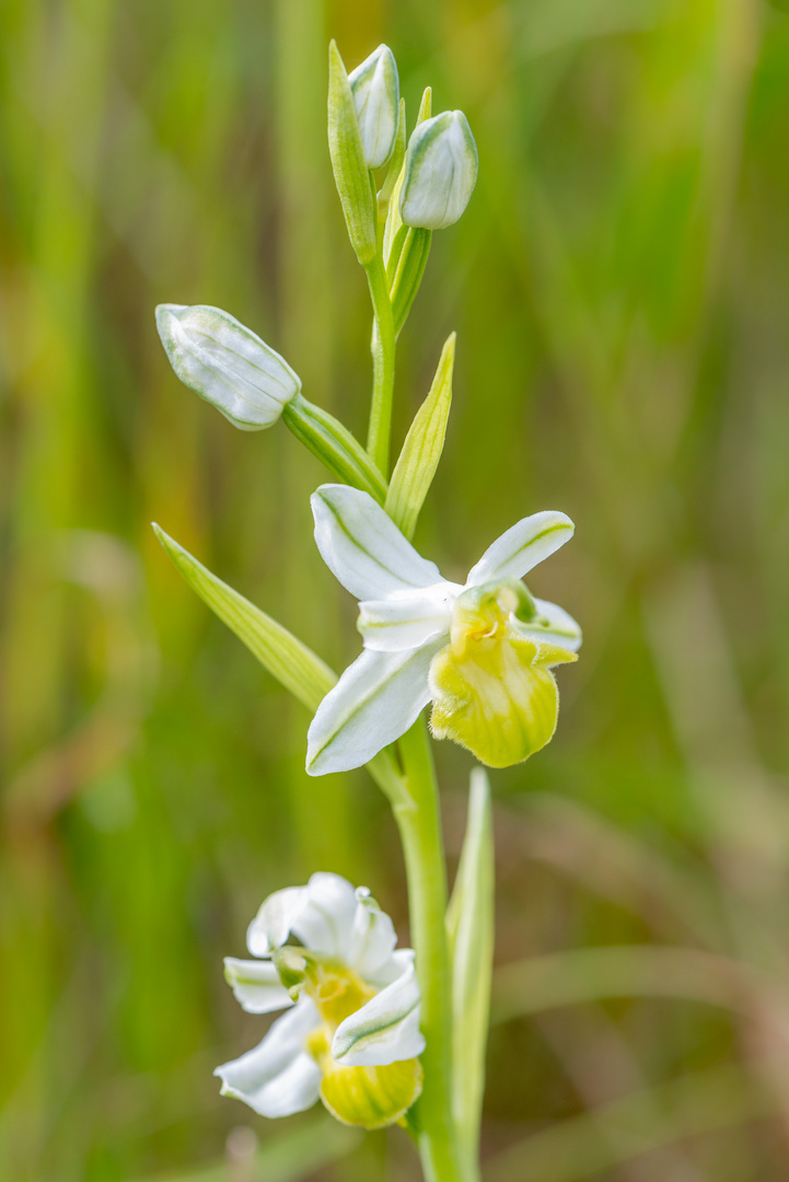 Ophrys apifera var. basiliensis