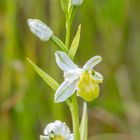 Ophrys apifera var. basiliensis