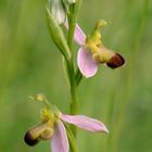 Ophrys apifera var bicolor