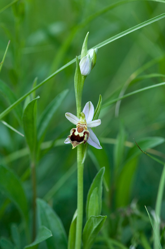 Ophrys apifera var. botteronii