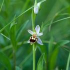 Ophrys apifera var. botteronii