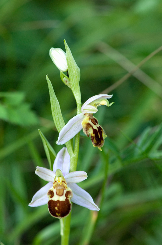 Ophrys apifera var. friburgensis