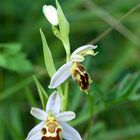 Ophrys apifera var. friburgensis