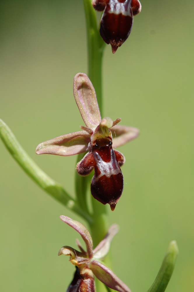 Ophrys apifera/insectifera Einzelblüte