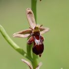 Ophrys apifera/insectifera Einzelblüte