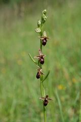 Ophrys apifera+insectifera Hybride im Biotop bei Göttingen