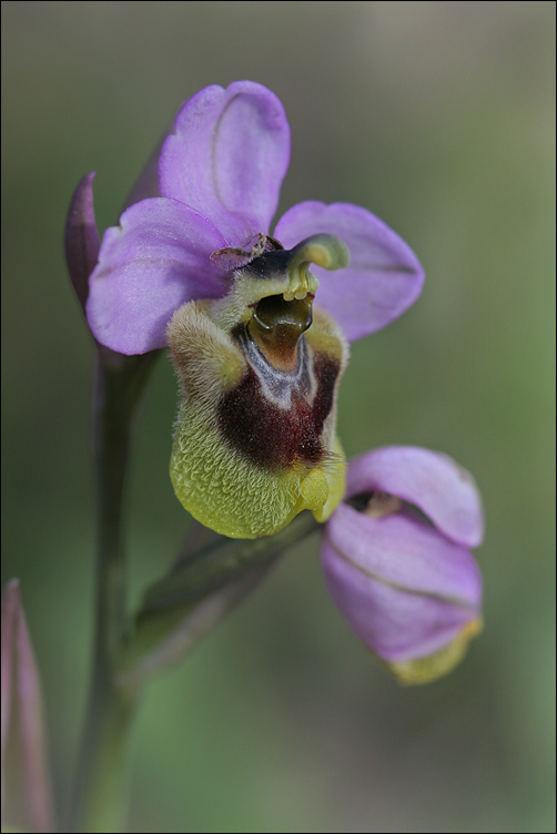 Ophrys Aprilia