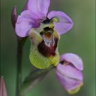 Ophrys Aprilia