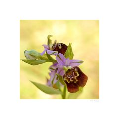 Ophrys apulica, Apulien Ragwurz