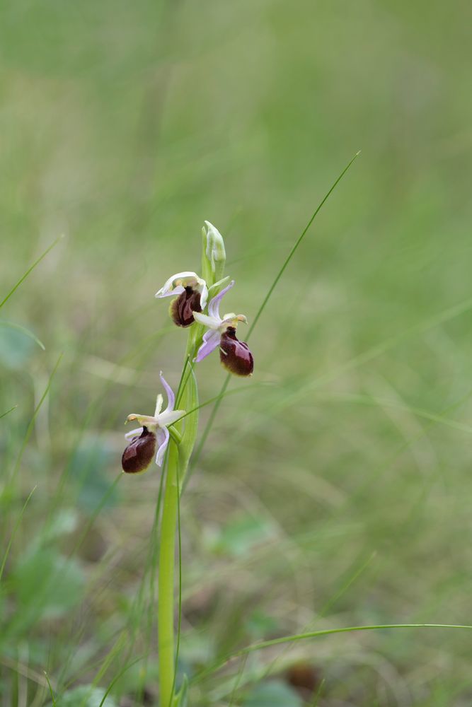 Ophrys arachnitiforme