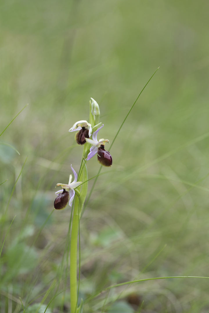 Ophrys arachnitiforme