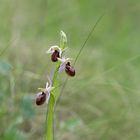 Ophrys arachnitiforme