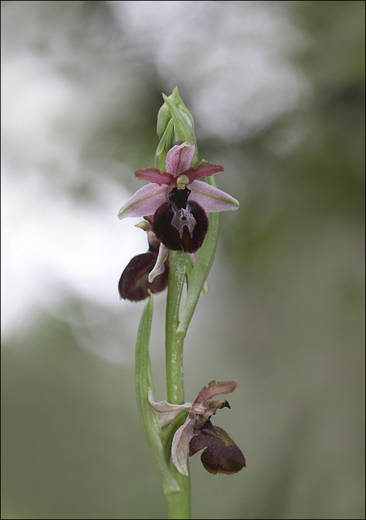 Ophrys Arachnitiformis