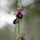 Ophrys Arachnitiformis