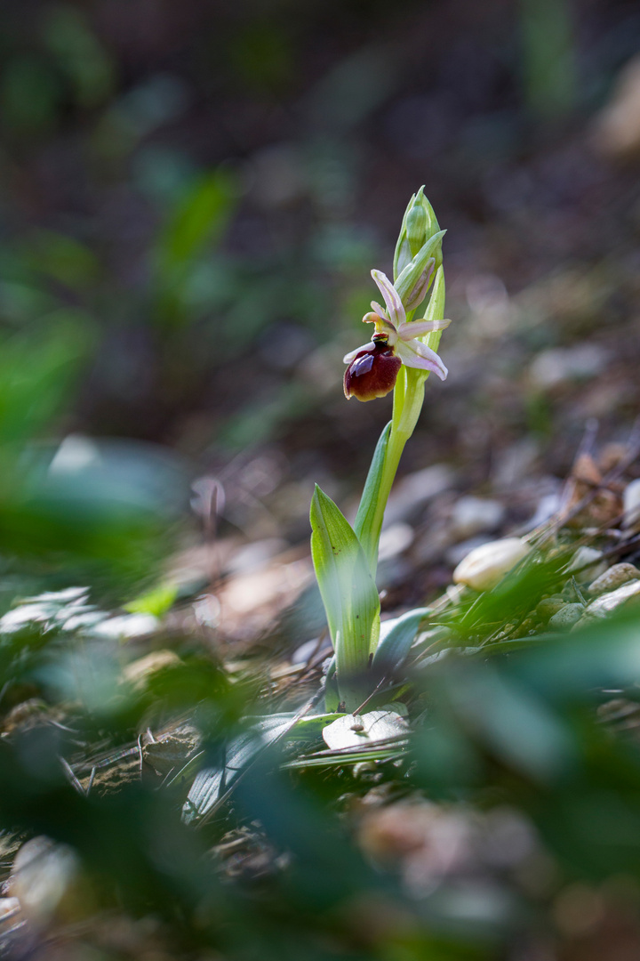 Ophrys Arachnitiformis  je crois